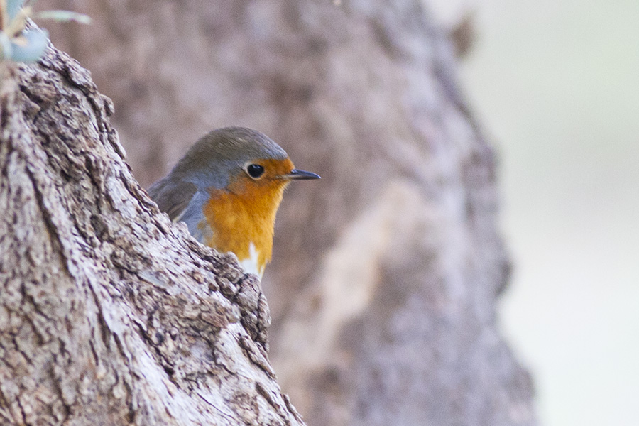 European Robin