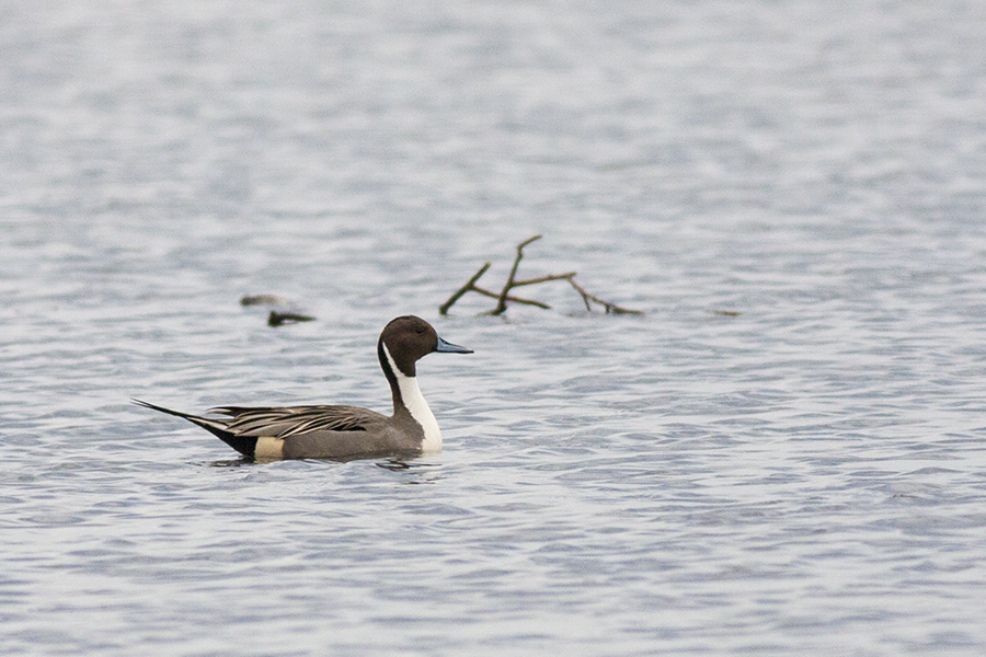 Northern Pintail