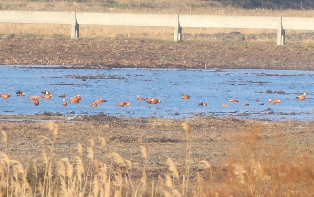 Ruddy Shelduck