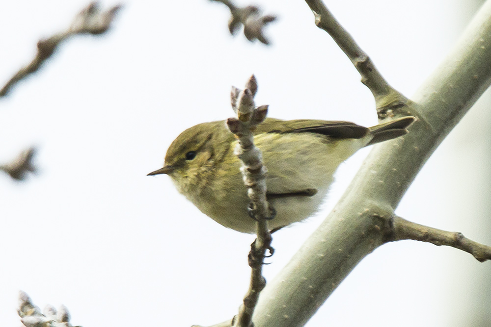 Common Chiffchaff