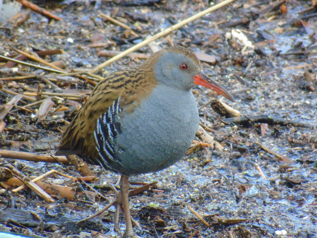 Water Rail