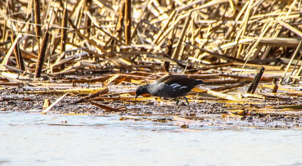 Common Moorhen