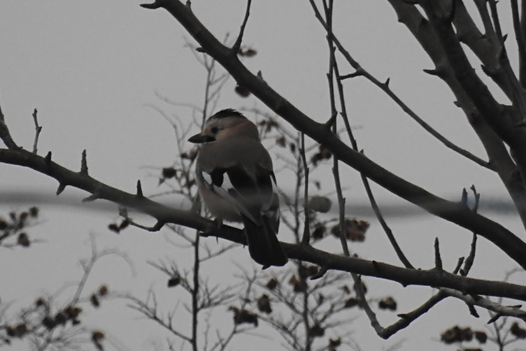 Eurasian Jay