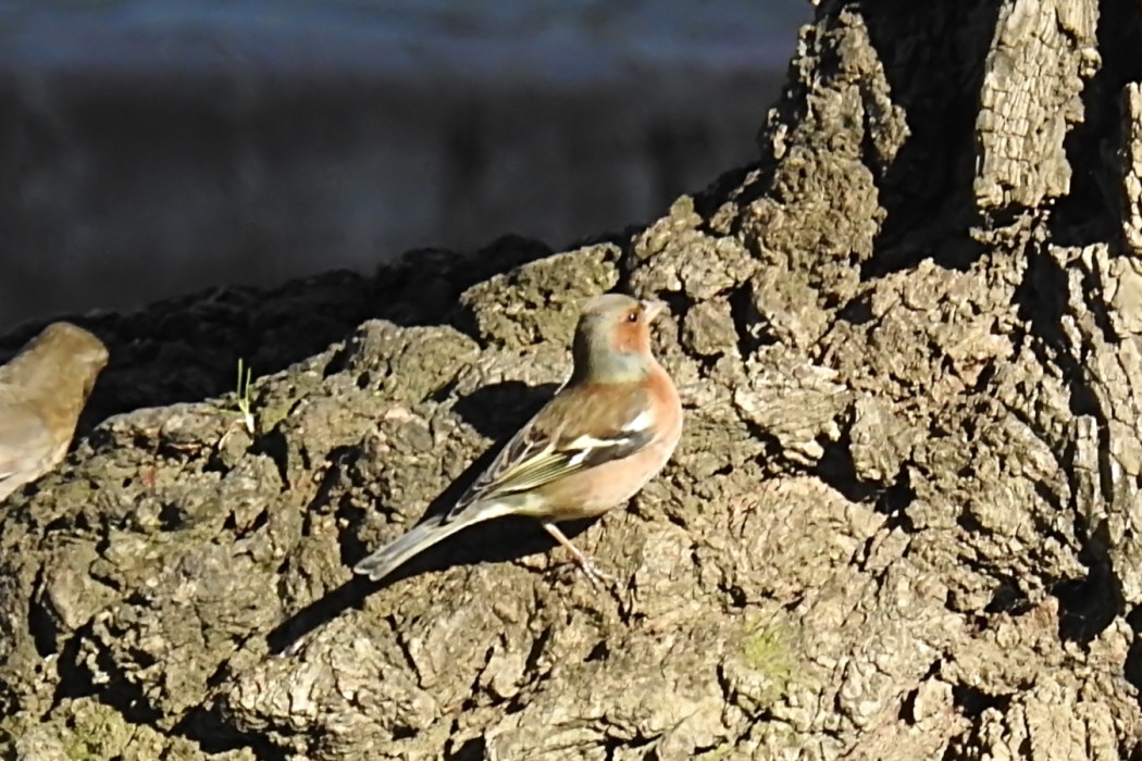 Eurasian Chaffinch