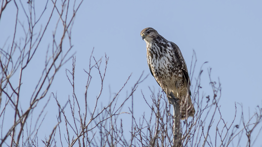 Common Buzzard