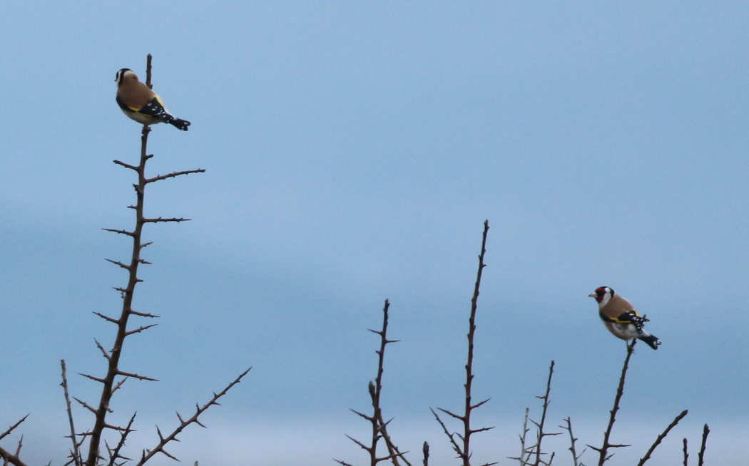 European Goldfinch