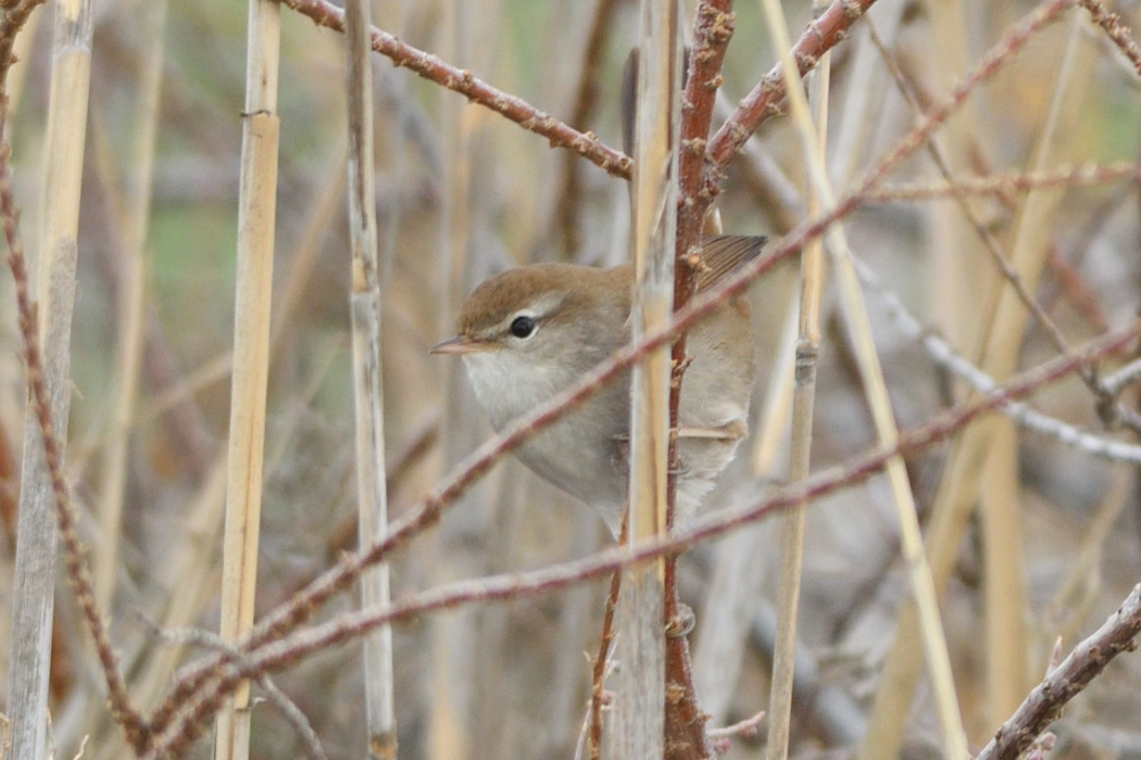 Cetti`s Warbler