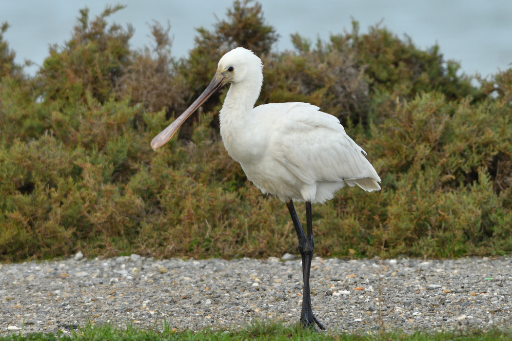 Eurasian Spoonbill
