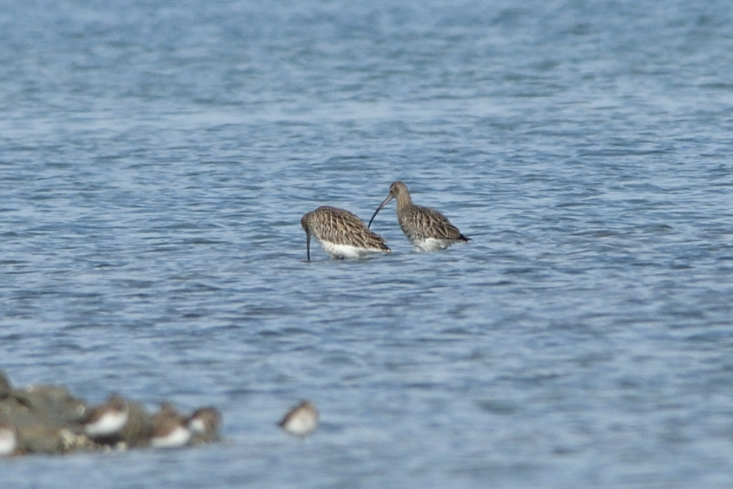 Eurasian Curlew