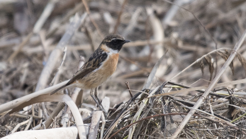 European Stonechat