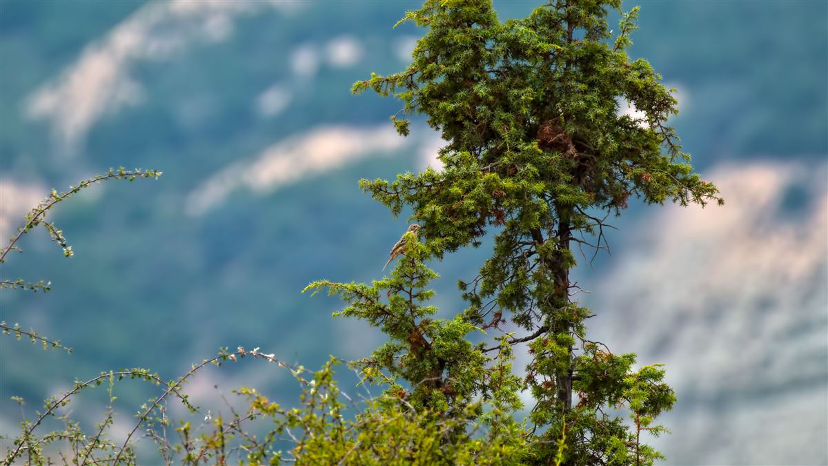 Ortolan Bunting
