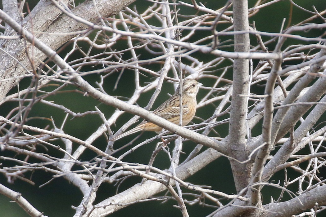 Rock Bunting