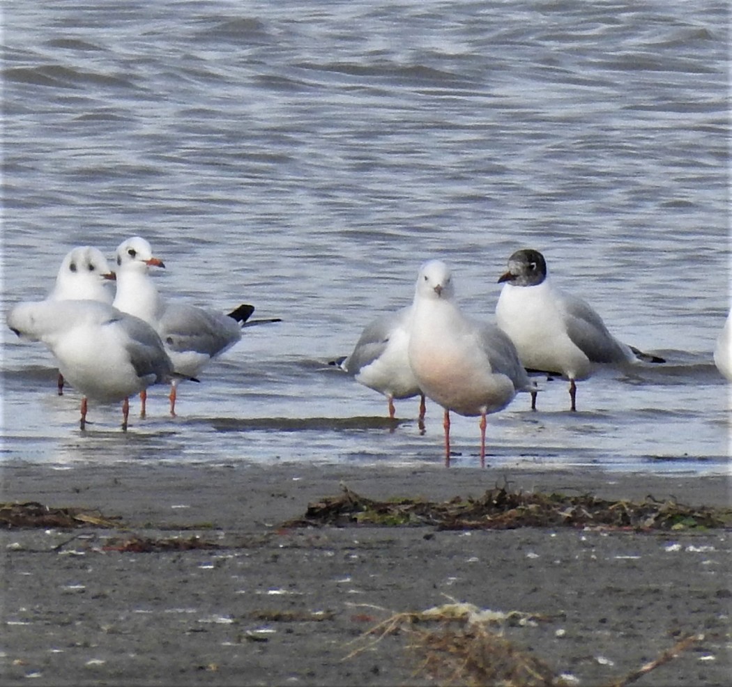 Slender-billed Gull