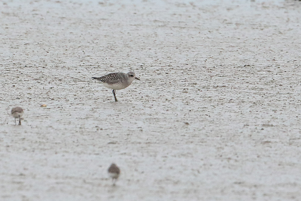 Grey Plover