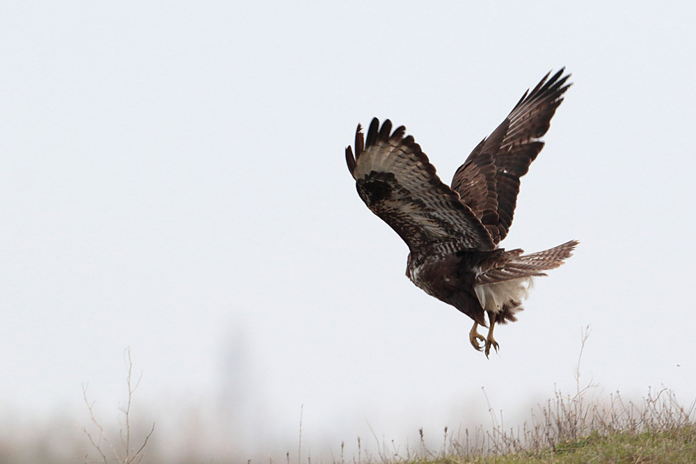 Common Buzzard