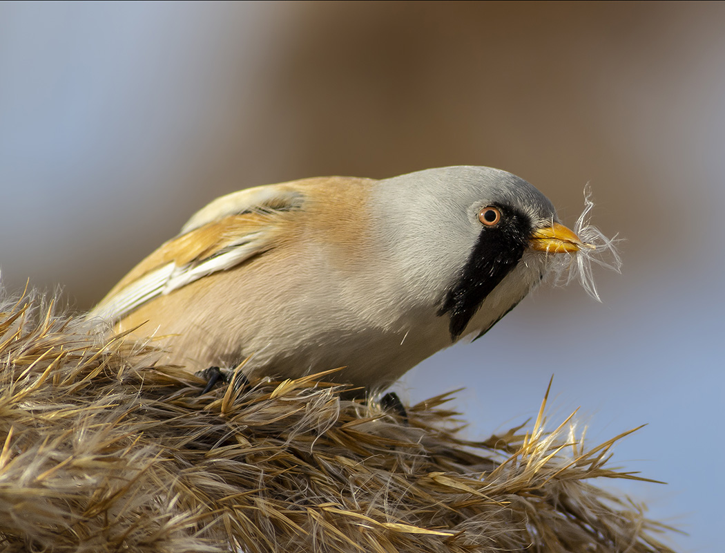 Bearded Reedling