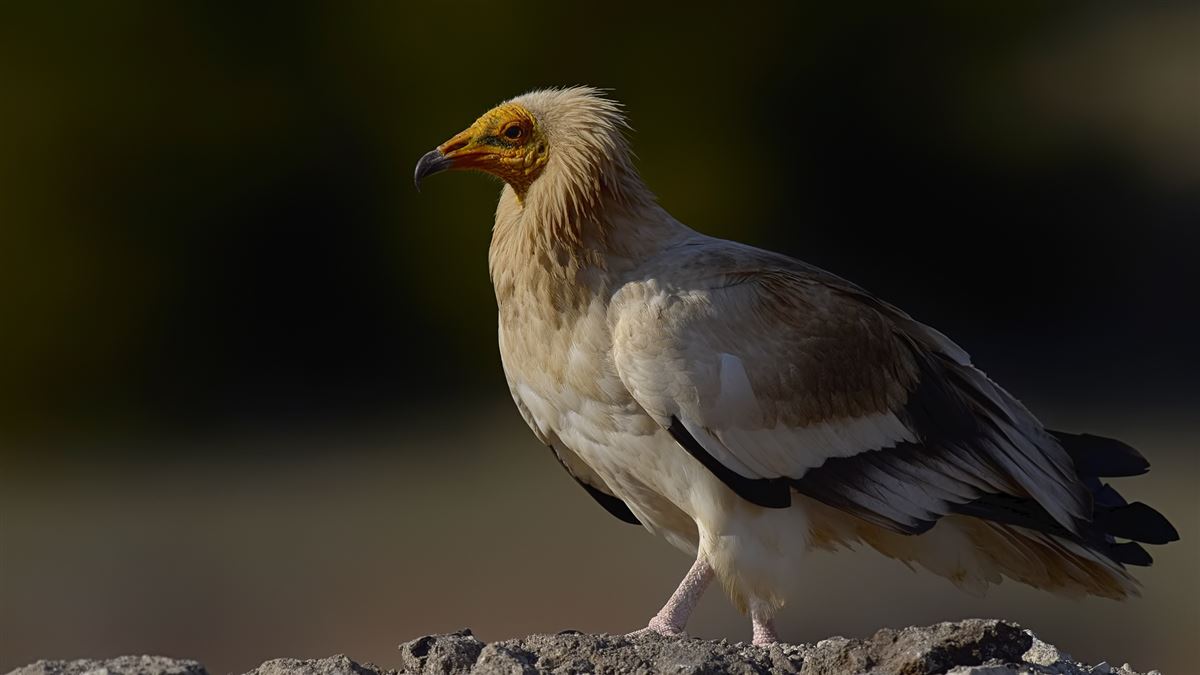 Egyptian Vulture