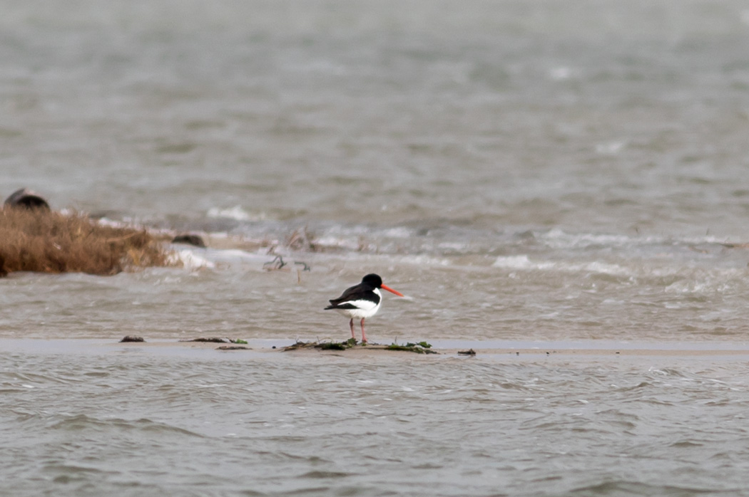 Eurasian Oystercatcher