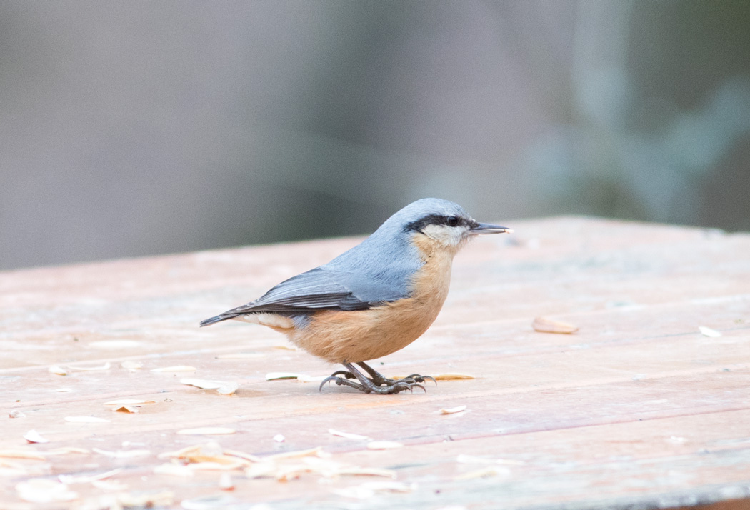 Eurasian Nuthatch
