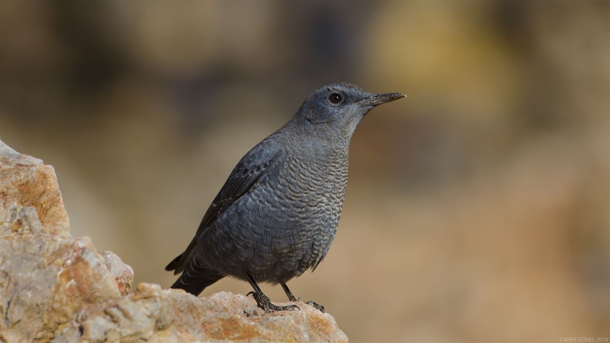 Blue Rock Thrush