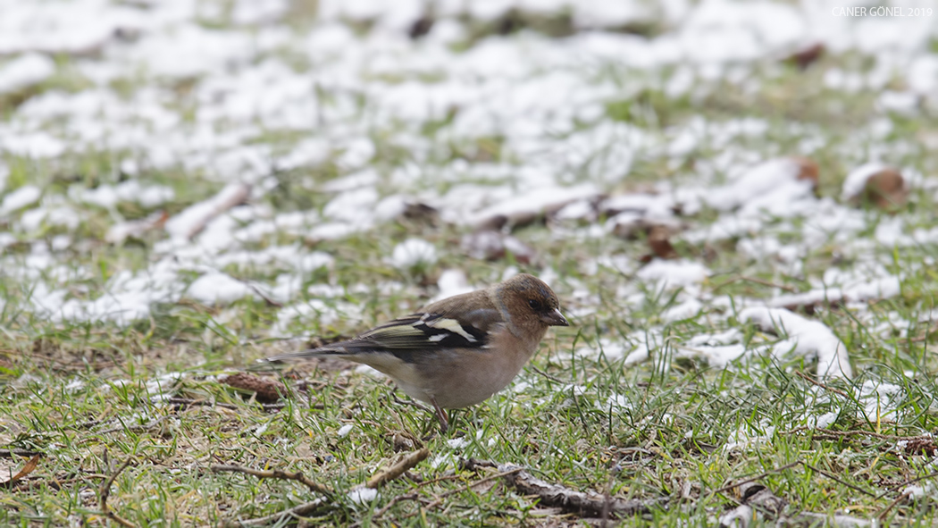 Eurasian Chaffinch