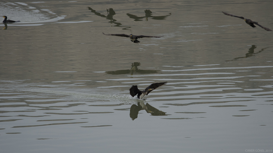 Great Cormorant
