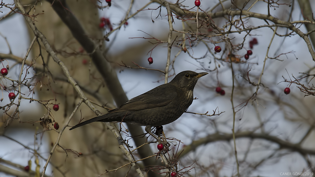 Common Blackbird