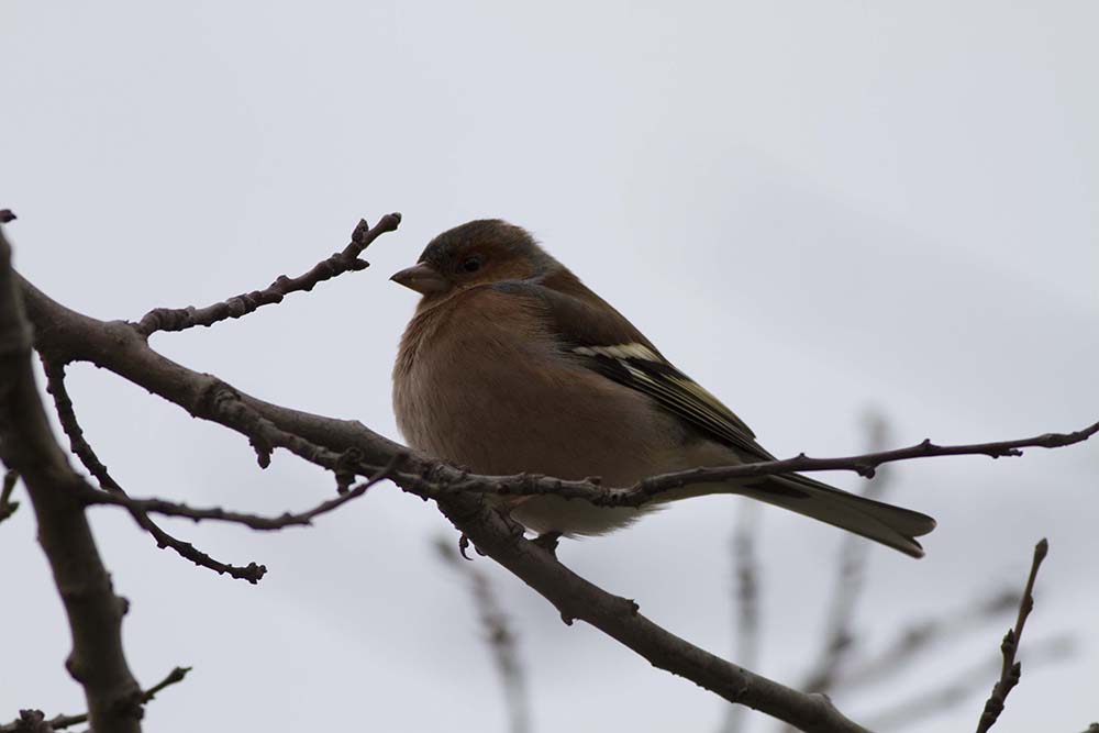 Eurasian Chaffinch