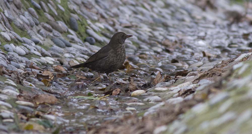 Common Blackbird