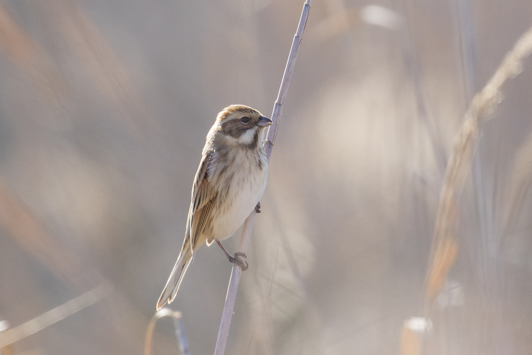 Common Reed Bunting