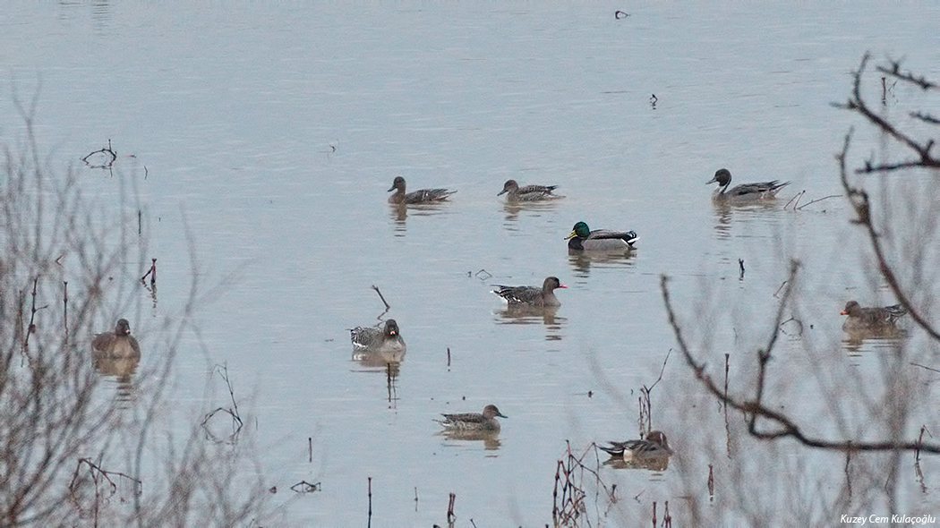 Mallard