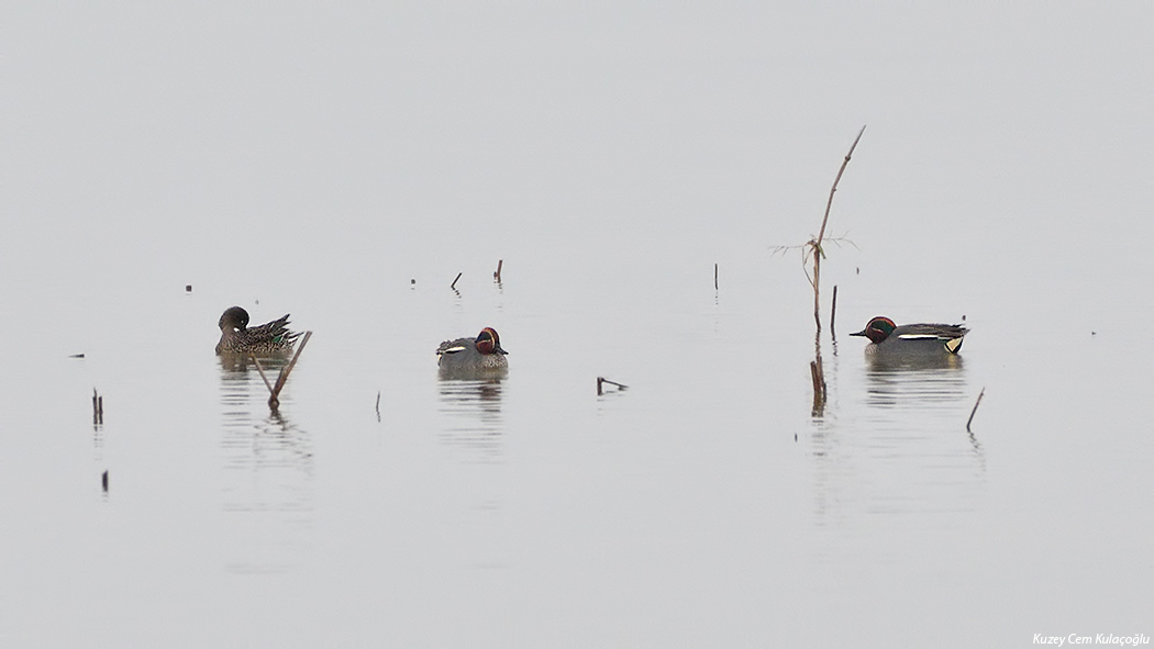 Eurasian Teal