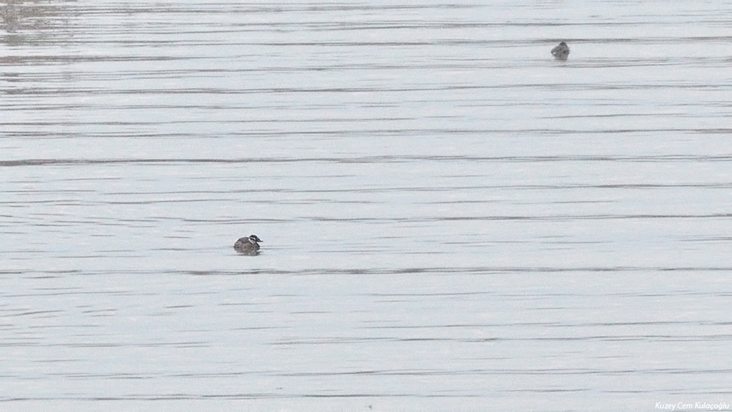 White-headed Duck