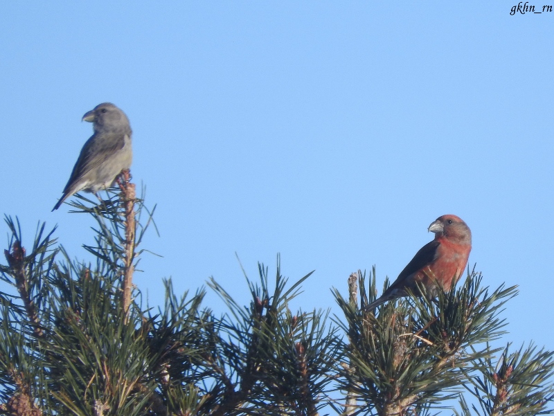 Red Crossbill