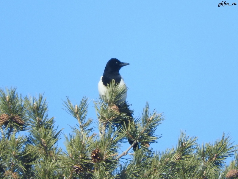 Eurasian Magpie