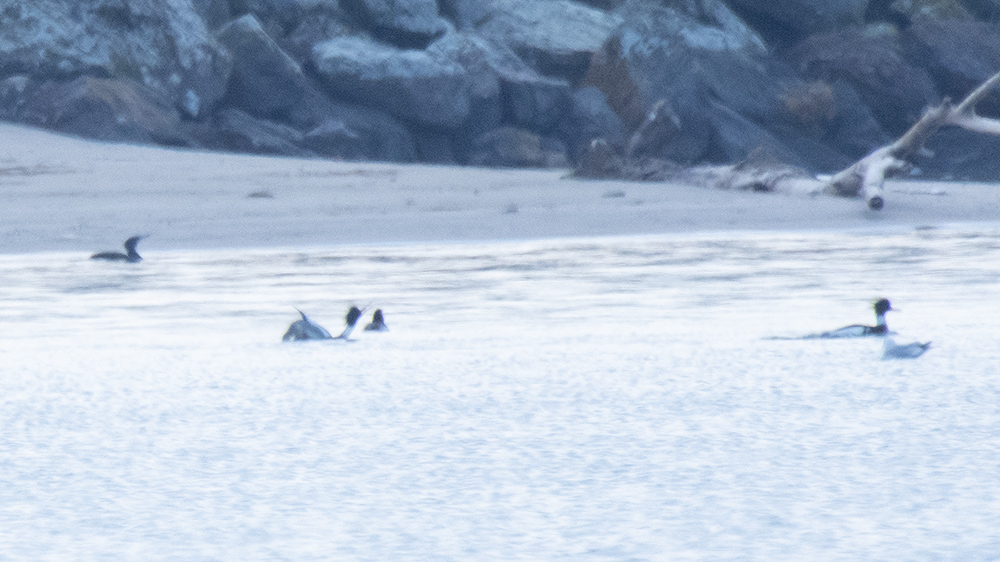 Red-breasted Merganser