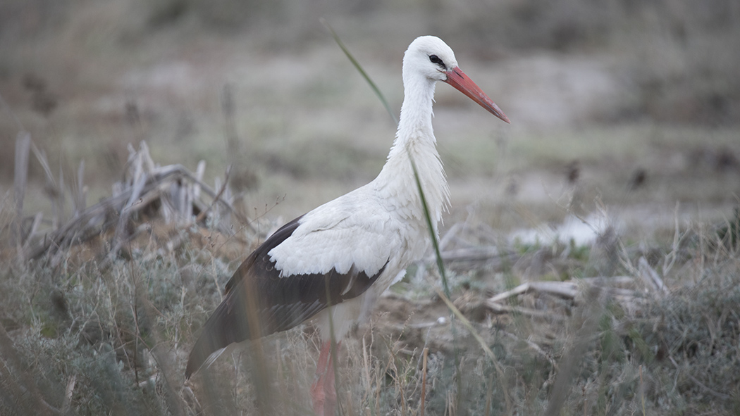 White Stork