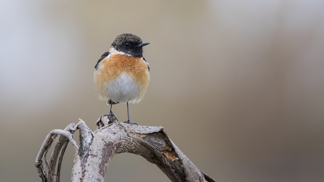European Stonechat