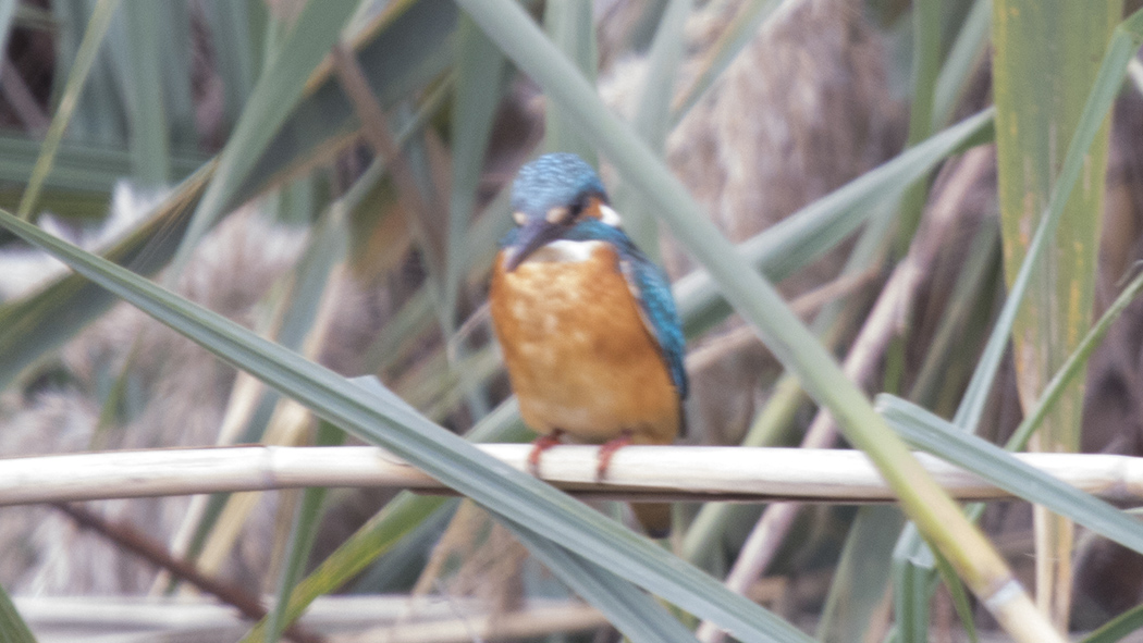 Common Kingfisher