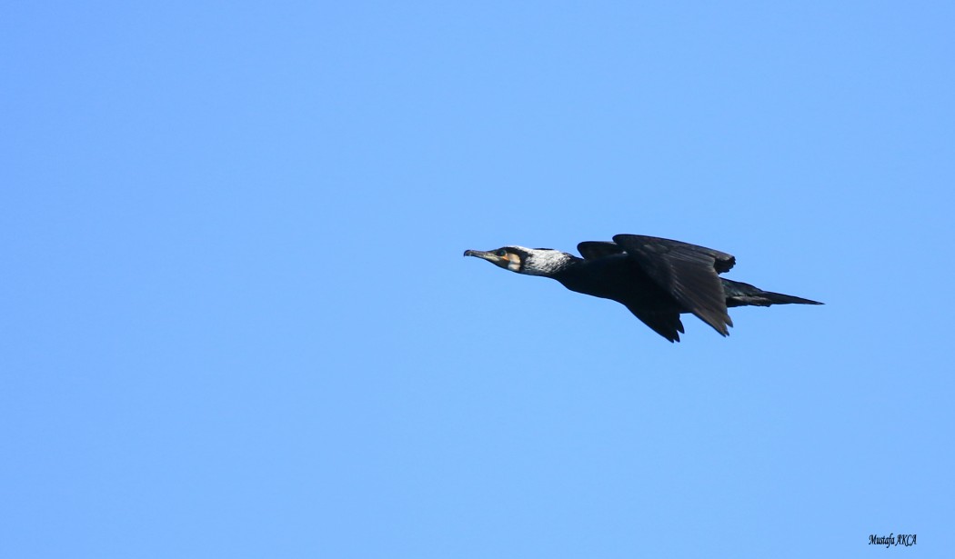 Great Cormorant