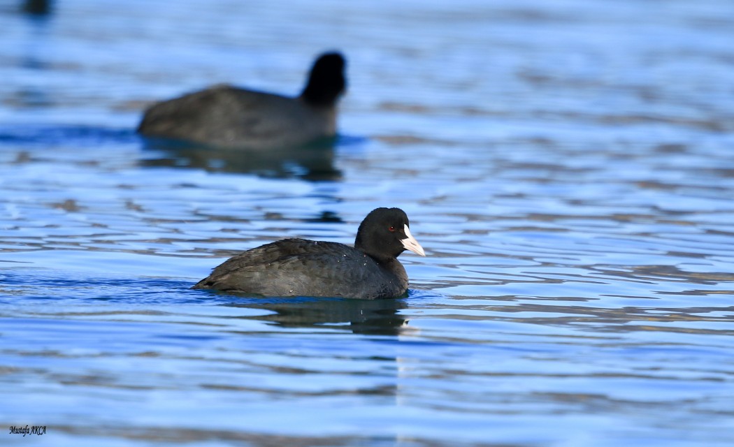 Eurasian Coot