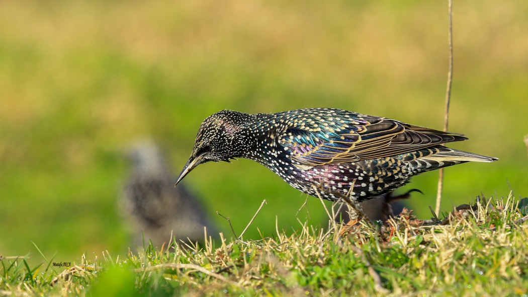 Common Starling