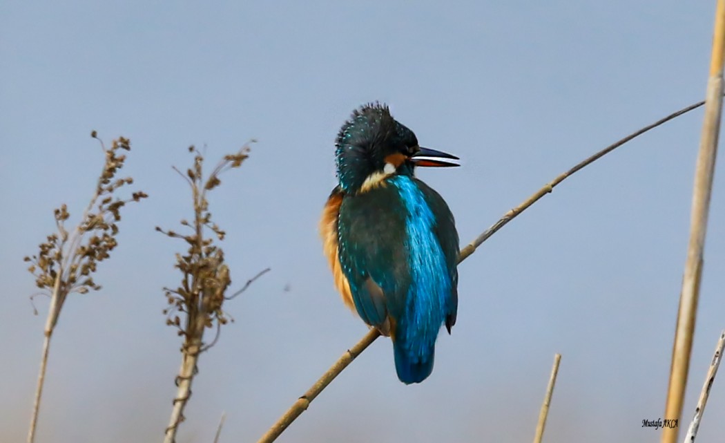 Common Kingfisher