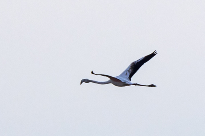 Greater Flamingo