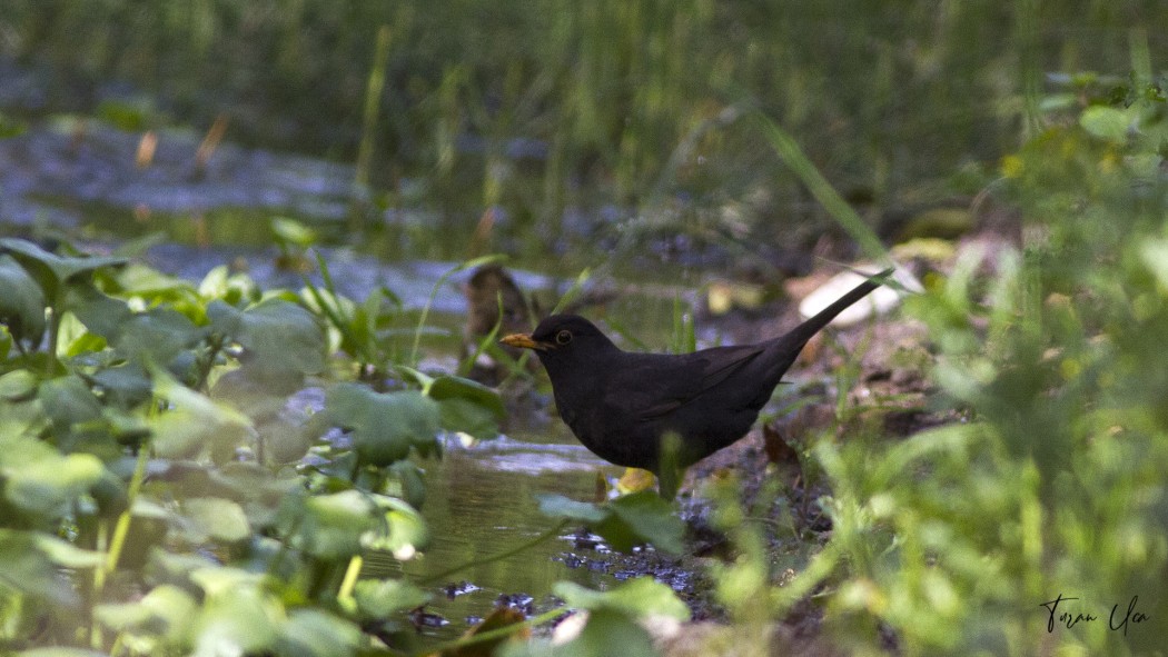 Common Blackbird