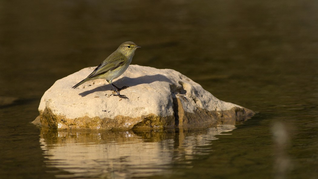 Common Chiffchaff