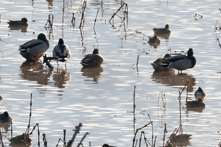 Mallard