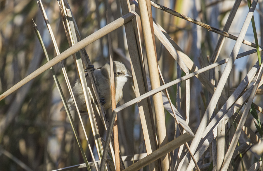 Eurasian Penduline Tit