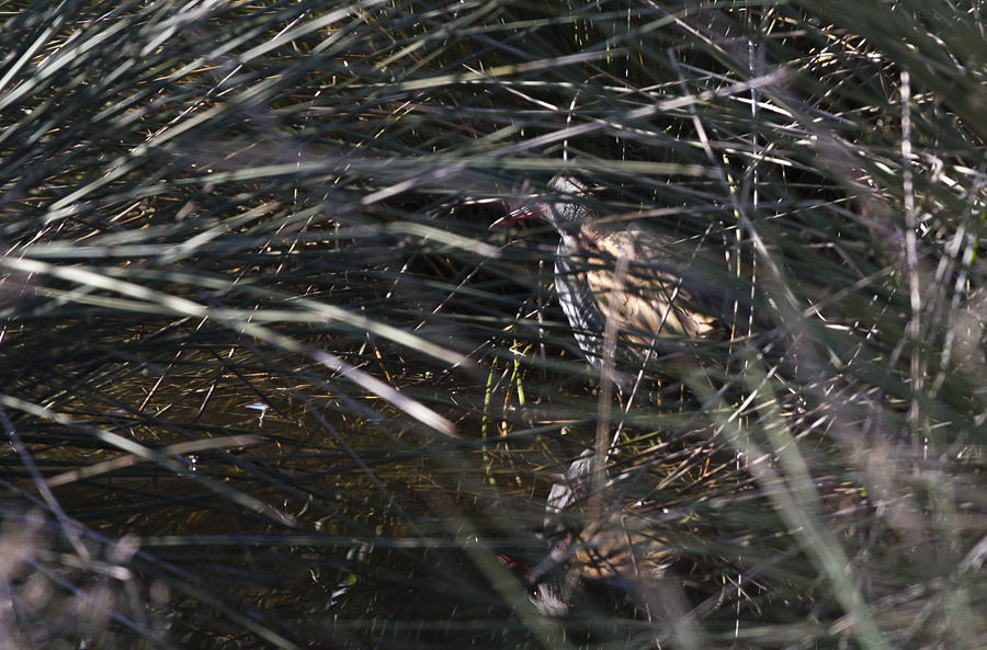 Water Rail