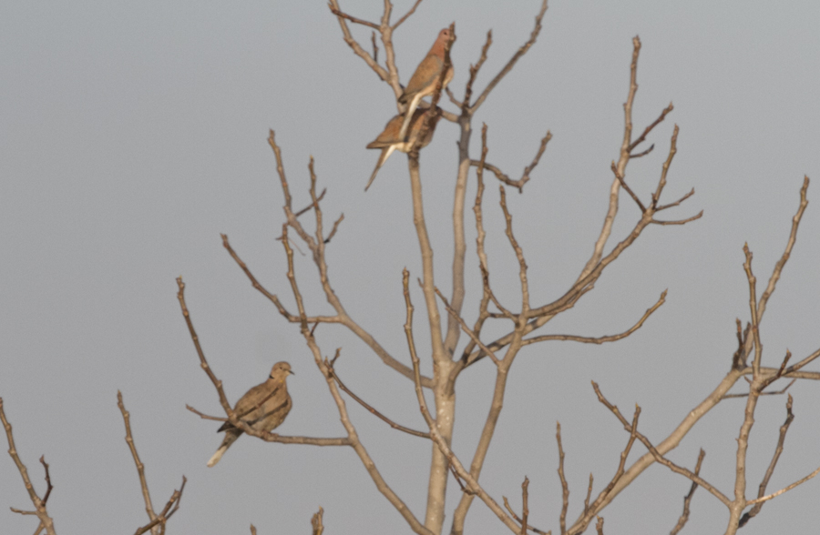 Eurasian Collared Dove